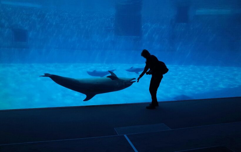 Dubai Dolphinarium